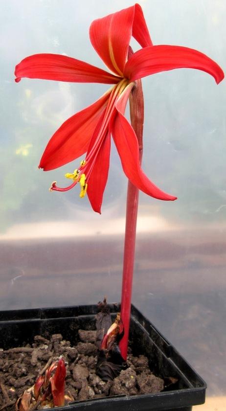 Photo of Aztec Lily (Sprekelia formosissima) uploaded by janelp_lee