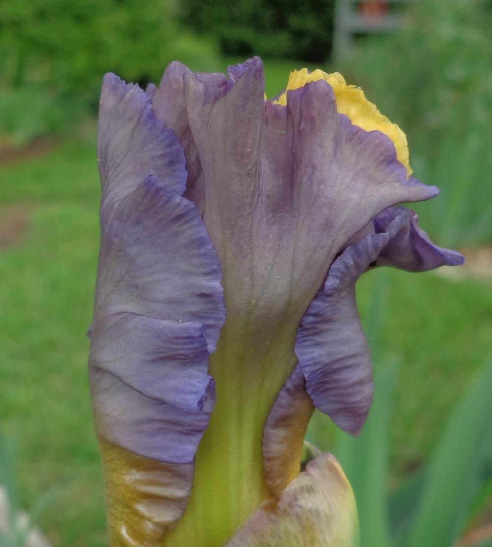 Photo of Tall Bearded Iris (Iris 'Swedish Lullaby') uploaded by lovemyhouse