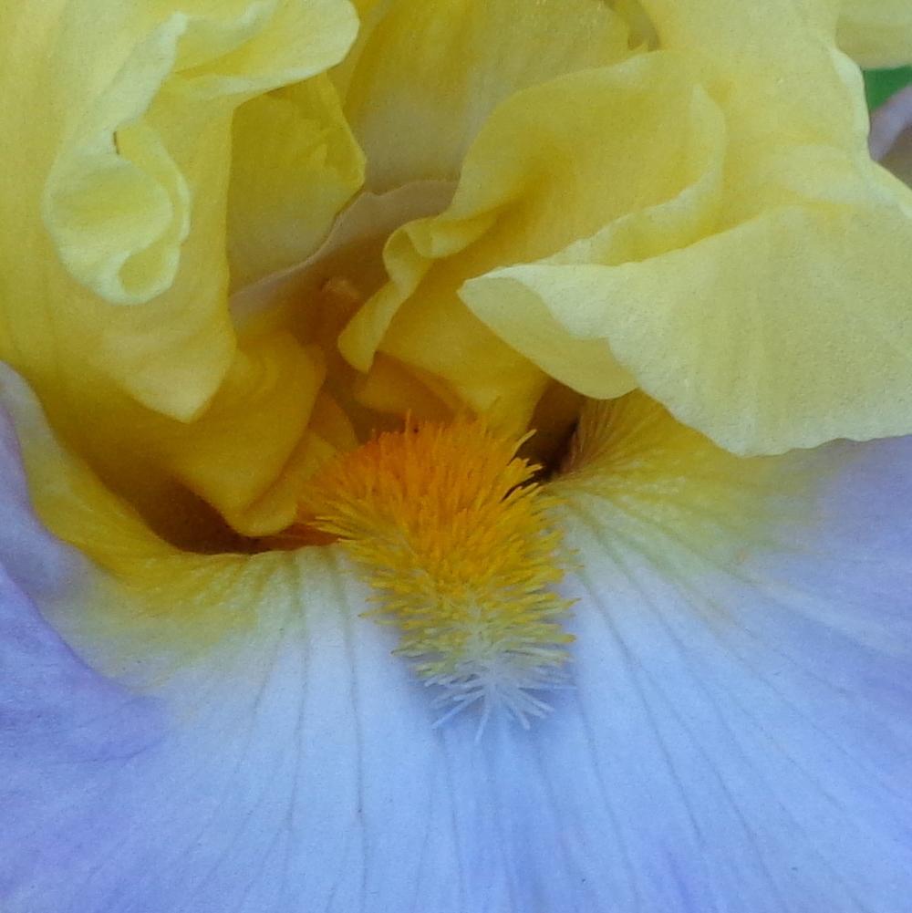 Photo of Tall Bearded Iris (Iris 'Swedish Lullaby') uploaded by lovemyhouse