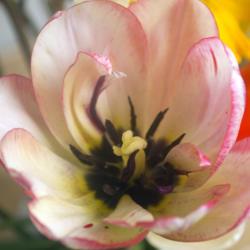 Location: Pennsylvania
Date: 2021-04-19
Tulipa