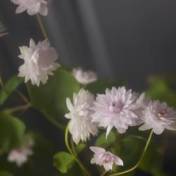 Location: Pennsylvania
Date: 2021-04-19
Thalictrum thalictroides 'Cameo'
