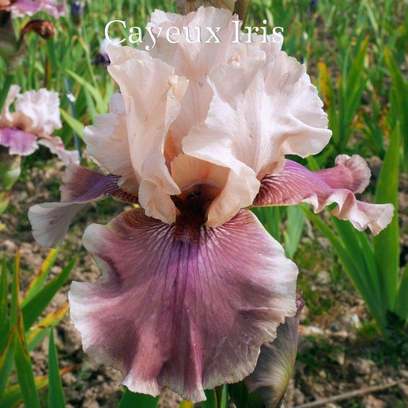 Photo of Tall Bearded Iris (Iris 'Annabelle Rose') uploaded by DaylilySLP