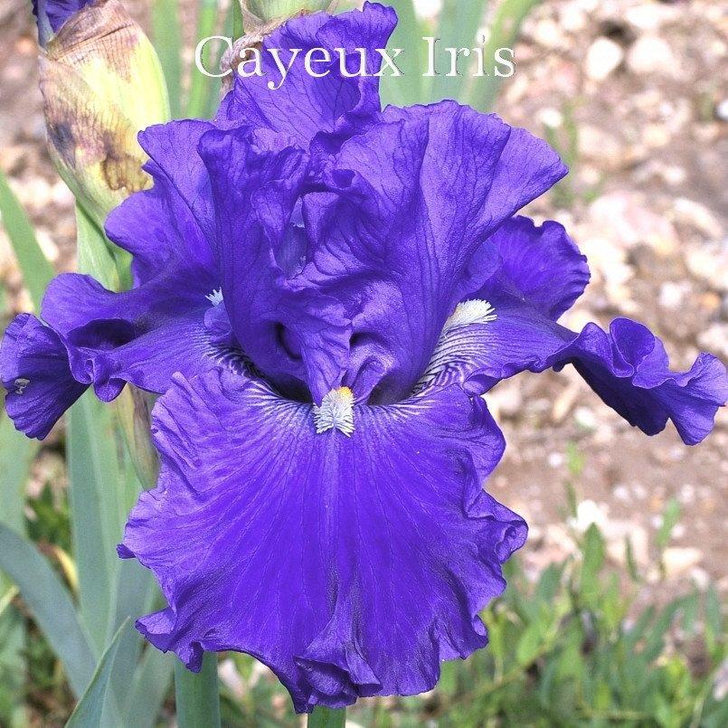 Photo of Tall Bearded Iris (Iris 'All About Blue') uploaded by DaylilySLP