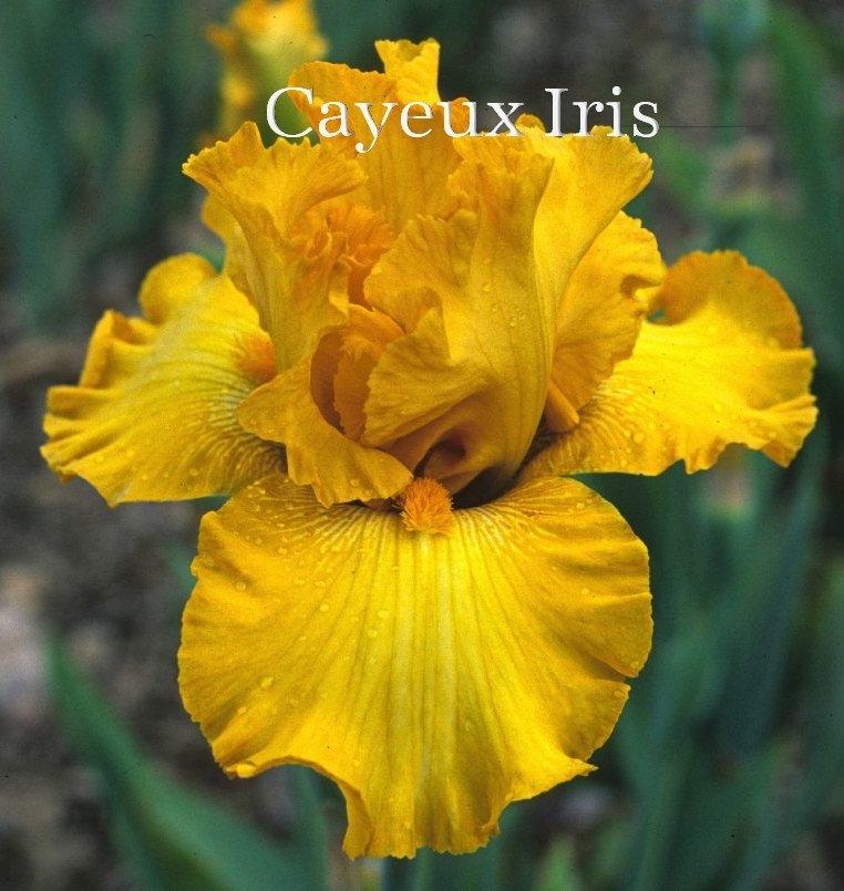 Photo of Tall Bearded Iris (Iris 'Bold Gold') uploaded by DaylilySLP