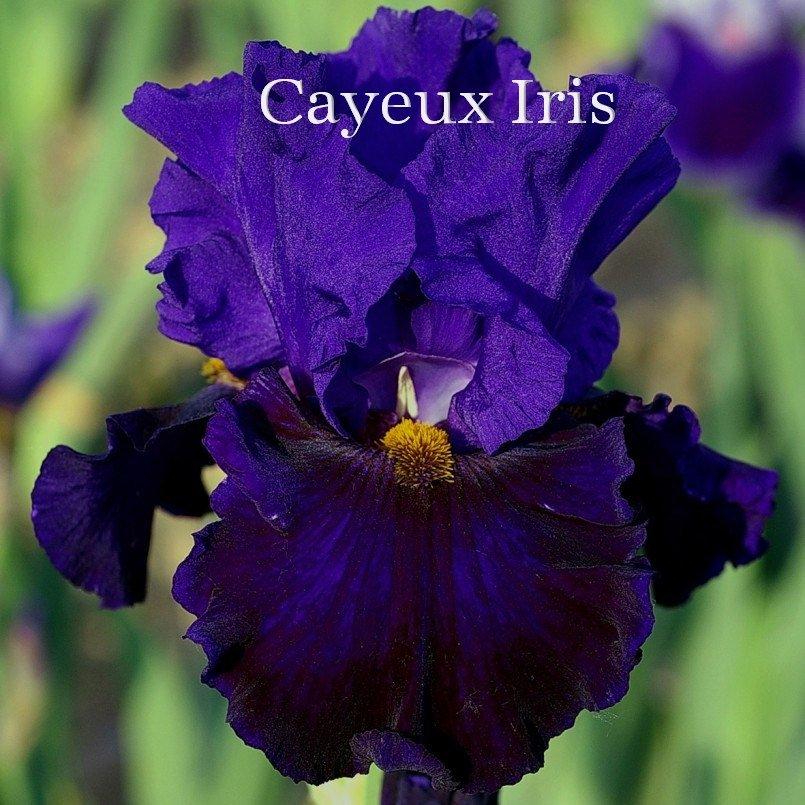 Photo of Tall Bearded Iris (Iris 'Belle Hortense') uploaded by DaylilySLP