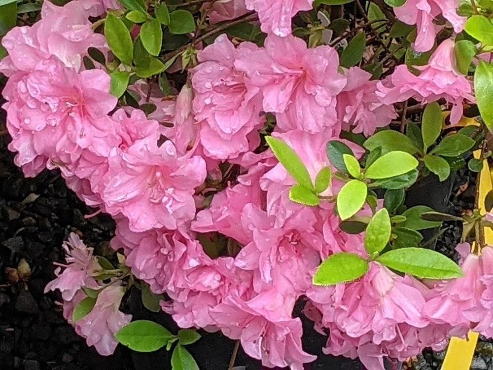 Photo of Azalea (Rhododendron 'Rosebud') uploaded by Joy