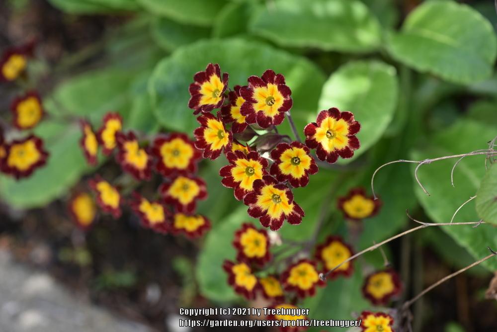 Photo of Primroses (Primula) uploaded by treehugger