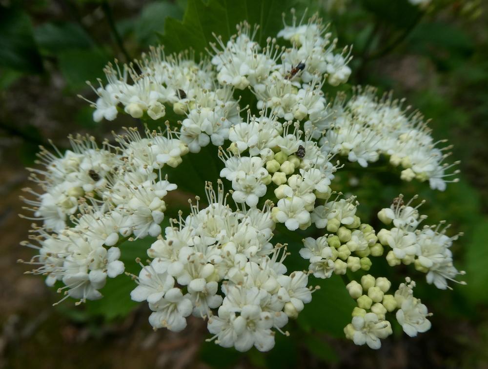 Photo of Arrowwood Viburnum (Viburnum dentatum) uploaded by wildflowers