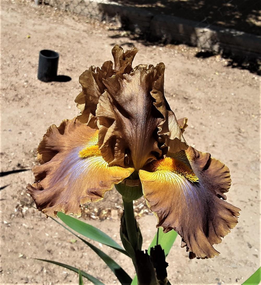 Photo of Tall Bearded Iris (Iris 'Cow Patty') uploaded by Bitoftrouble