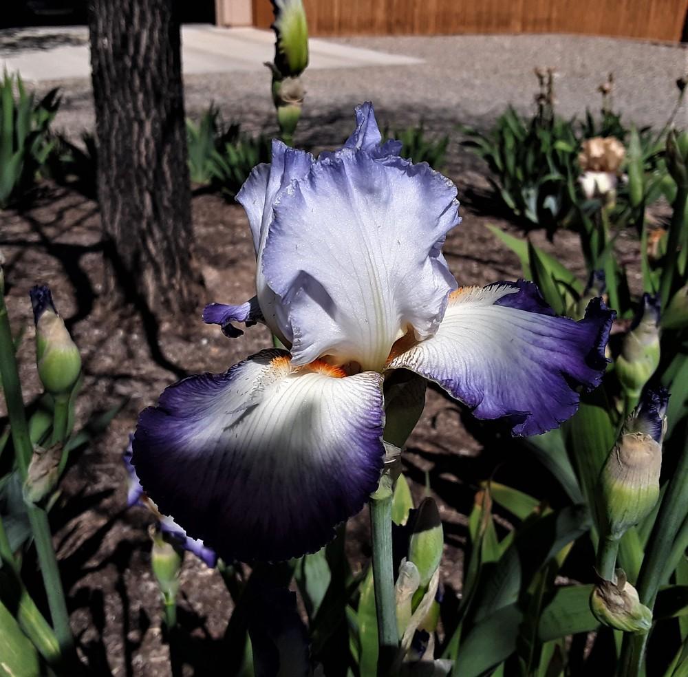 Photo of Tall Bearded Iris (Iris 'Conjuration') uploaded by Bitoftrouble