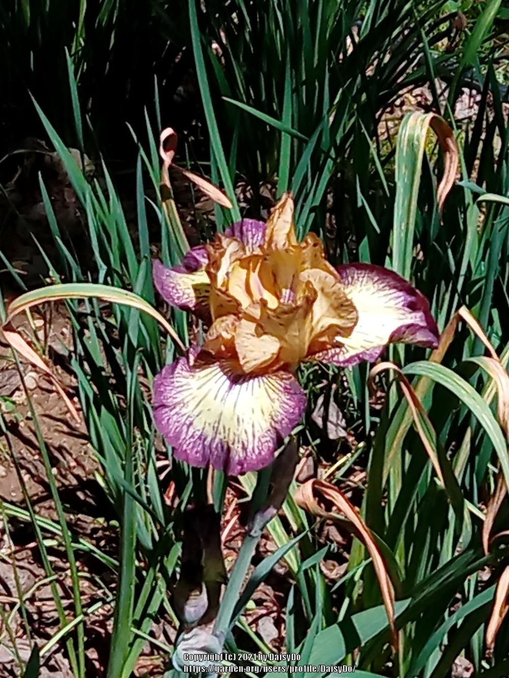 Photo of Tall Bearded Iris (Iris 'Tennessee Gentleman') uploaded by DaisyDo