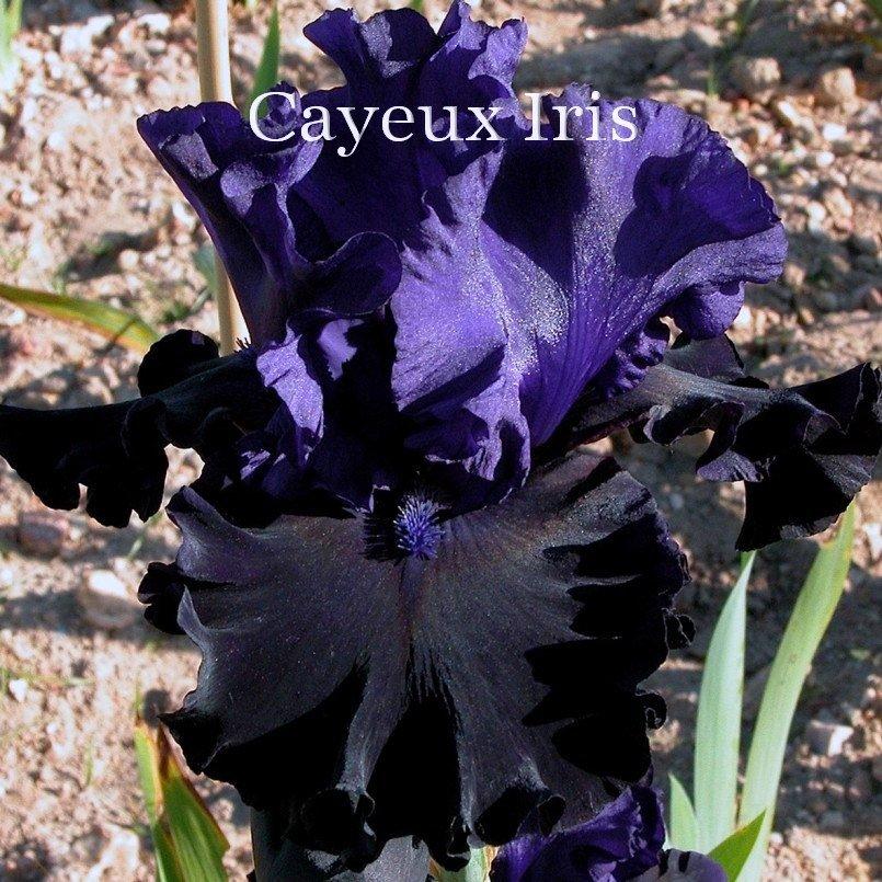 Photo of Tall Bearded Iris (Iris 'Eclipse de Mai') uploaded by DaylilySLP