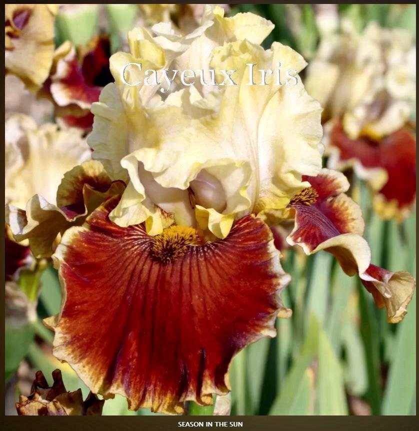 Photo of Tall Bearded Iris (Iris 'Seasons in the Sun') uploaded by DaylilySLP