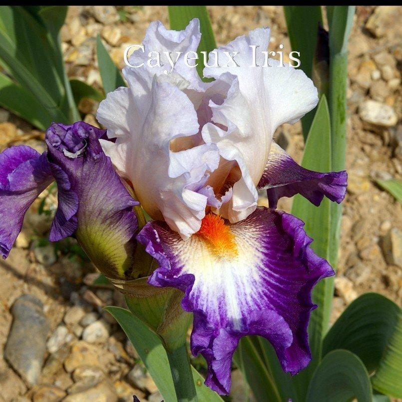 Photo of Tall Bearded Iris (Iris 'Garnement') uploaded by DaylilySLP