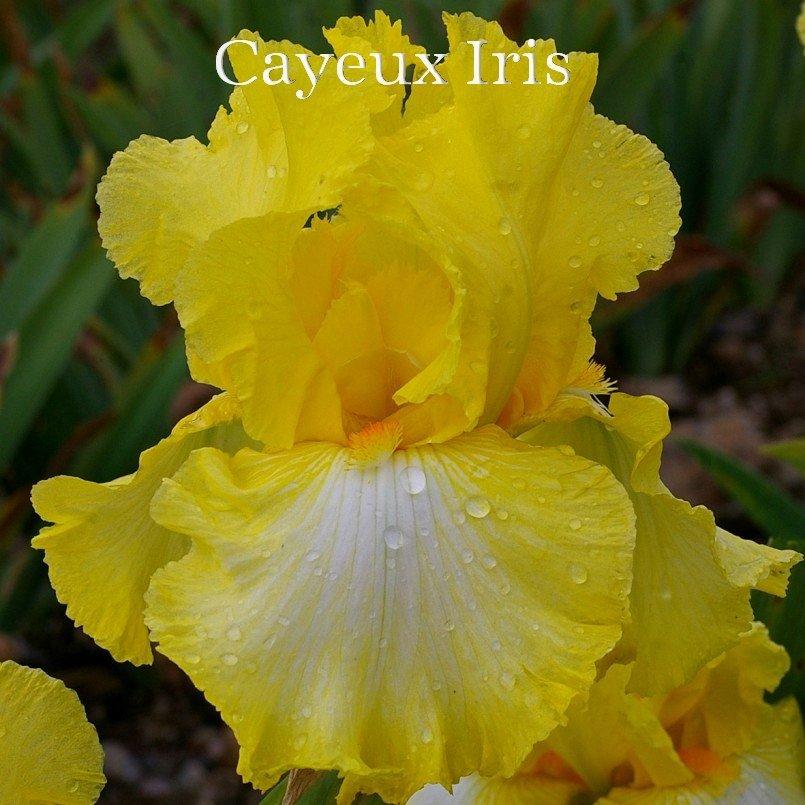 Photo of Tall Bearded Iris (Iris 'Dominique C.') uploaded by DaylilySLP