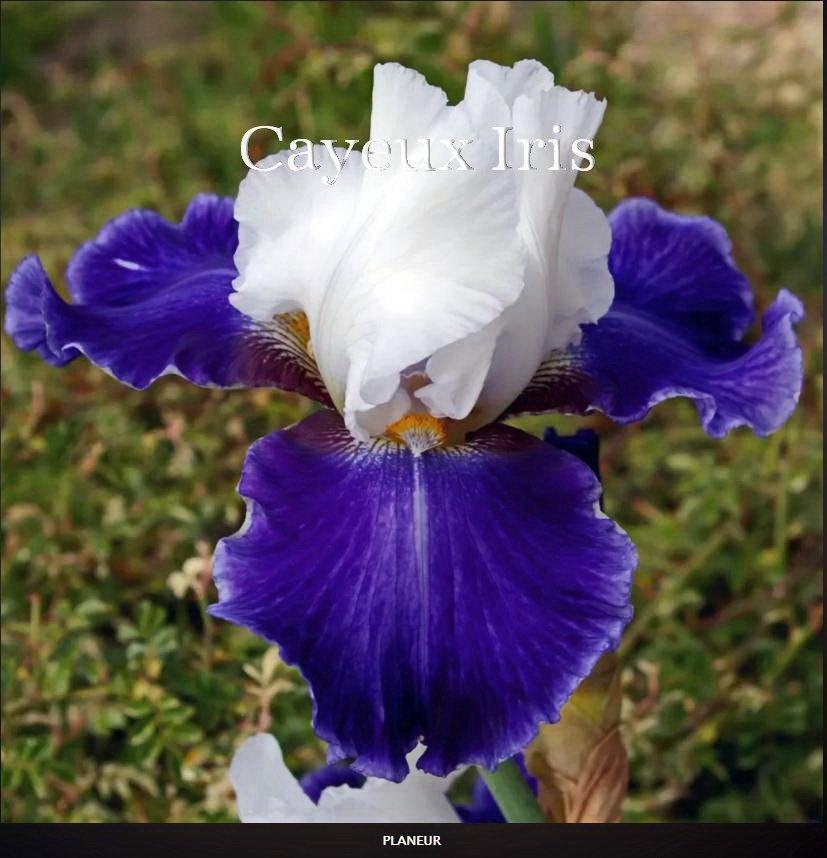 Photo of Tall Bearded Iris (Iris 'Planeur') uploaded by DaylilySLP