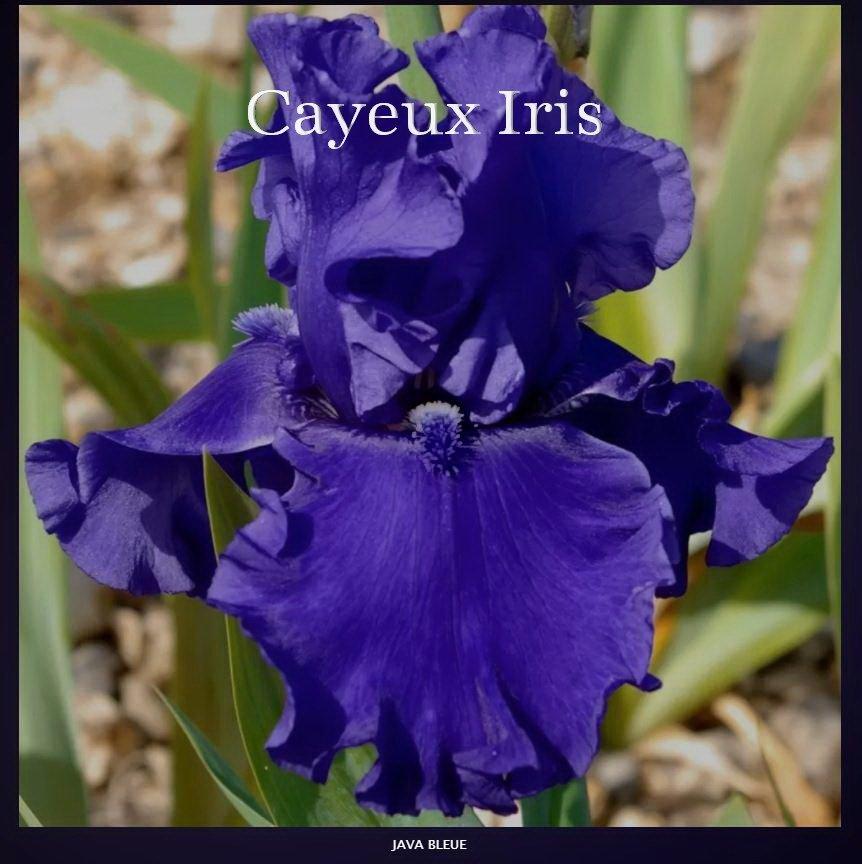 Photo of Tall Bearded Iris (Iris 'Java Bleue') uploaded by DaylilySLP
