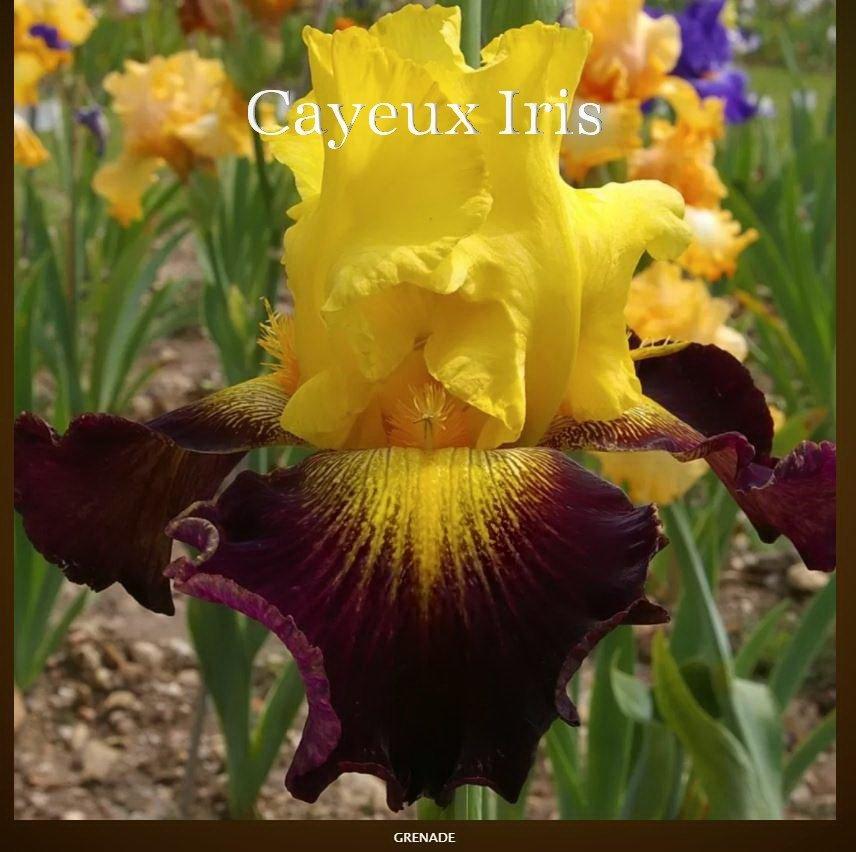 Photo of Tall Bearded Iris (Iris 'Grenade') uploaded by DaylilySLP