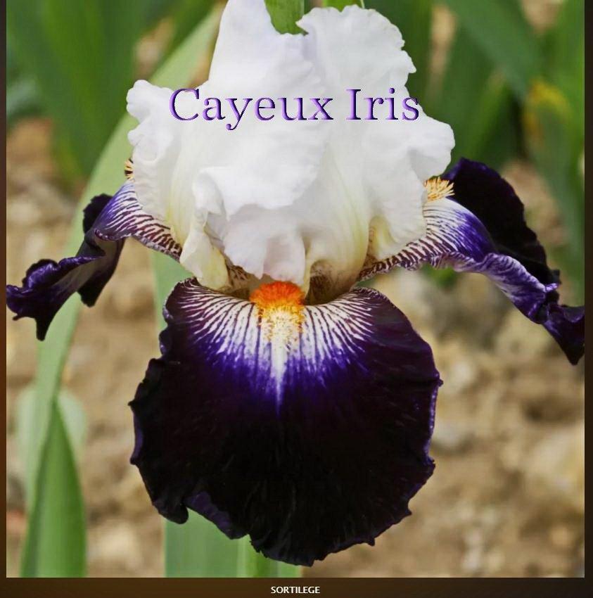 Photo of Tall Bearded Iris (Iris 'Sortilège') uploaded by DaylilySLP