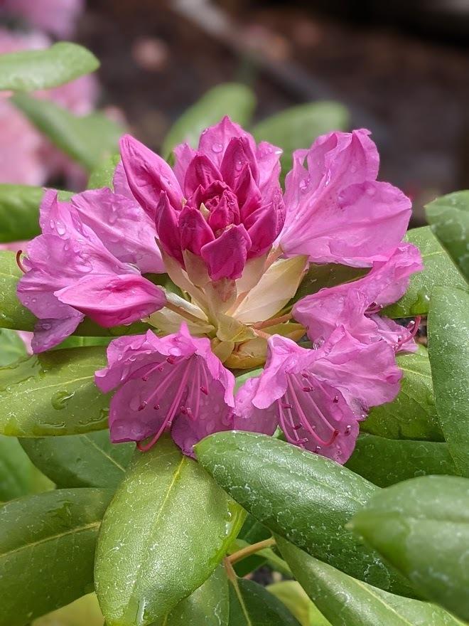 Photo of Rhododendron 'Roseum Elegans' uploaded by Joy