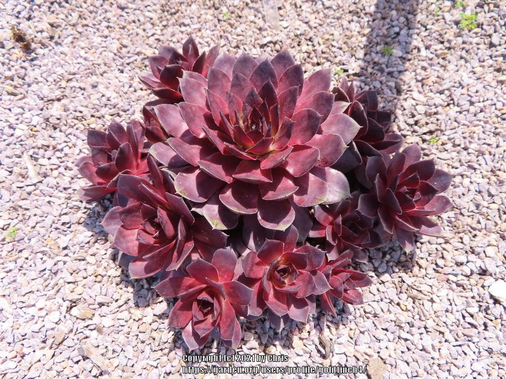 Photo of Hen and Chicks (Sempervivum 'Leopold') uploaded by goldfinch4