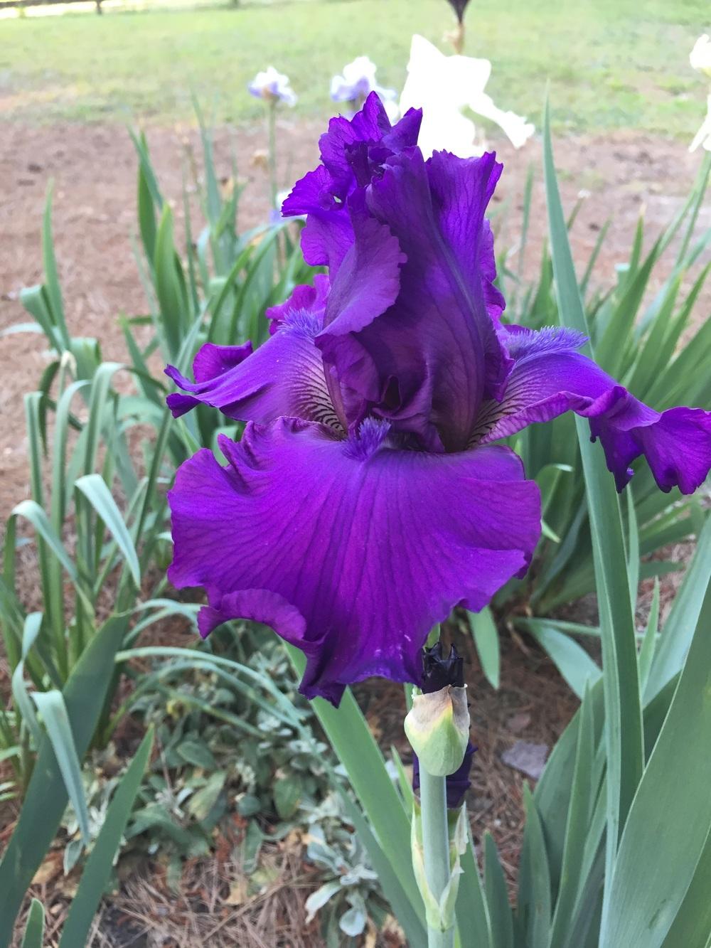 Photo of Tall Bearded Iris (Iris 'Trick of the Light') uploaded by tebeast