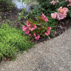Location: Baton Rouge, LA
Date: Early May 2021
Dragon Wing Pink begonia next to Peach drift rose and blueberries