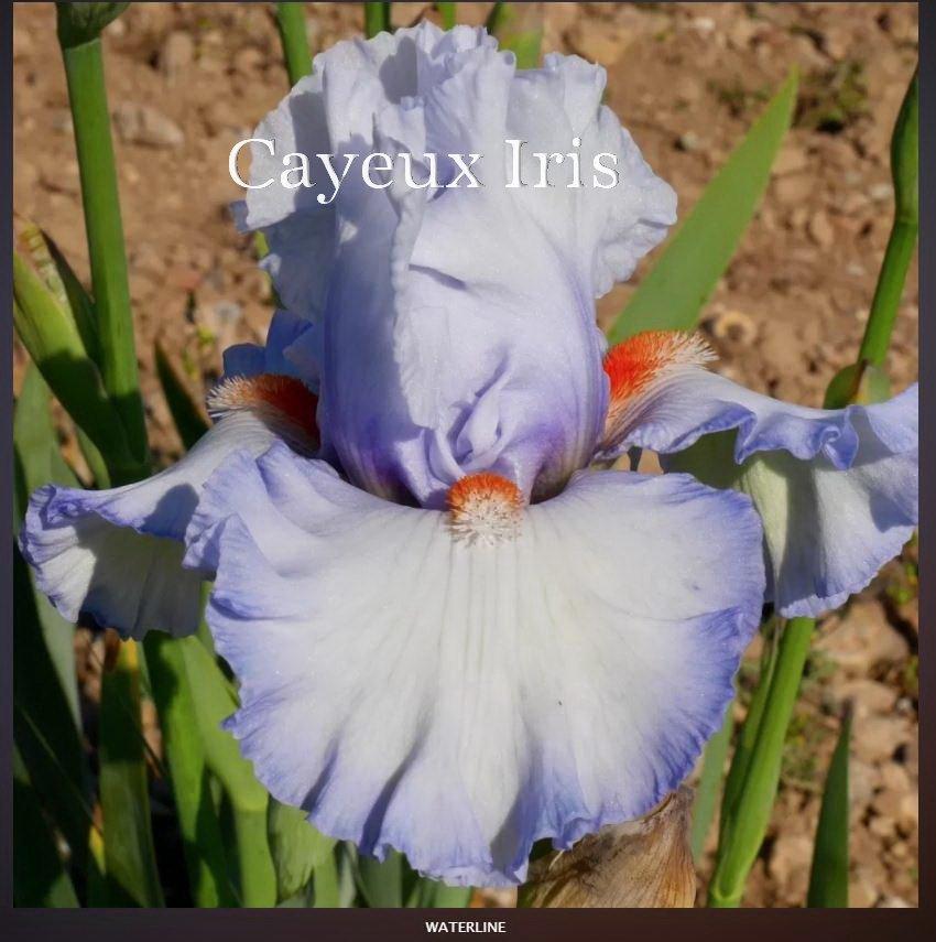 Photo of Tall Bearded Iris (Iris 'Waterline') uploaded by DaylilySLP