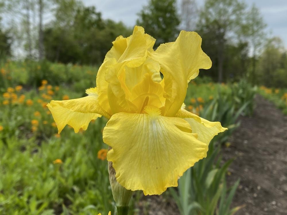 Photo of Tall Bearded Iris (Iris 'Harvest of Memories') uploaded by FormerGWzoneLyndaWS