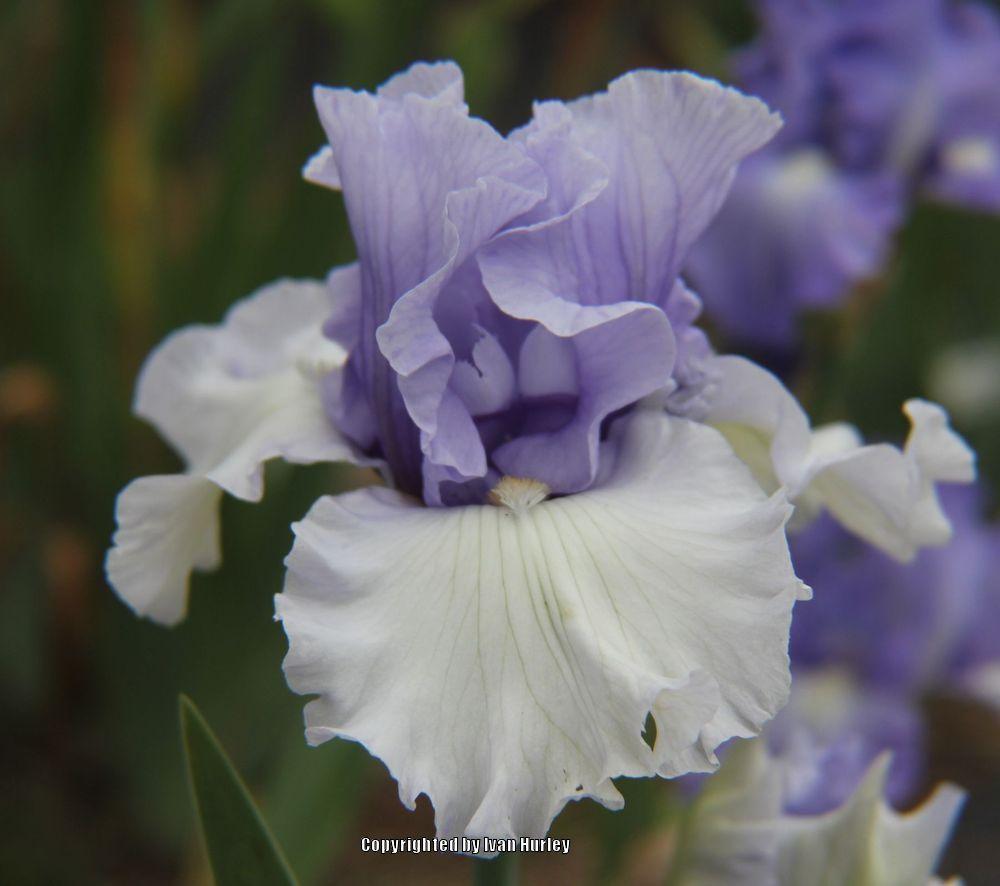 Photo of Tall Bearded Iris (Iris 'Brussels') uploaded by Ivan_N_Tx