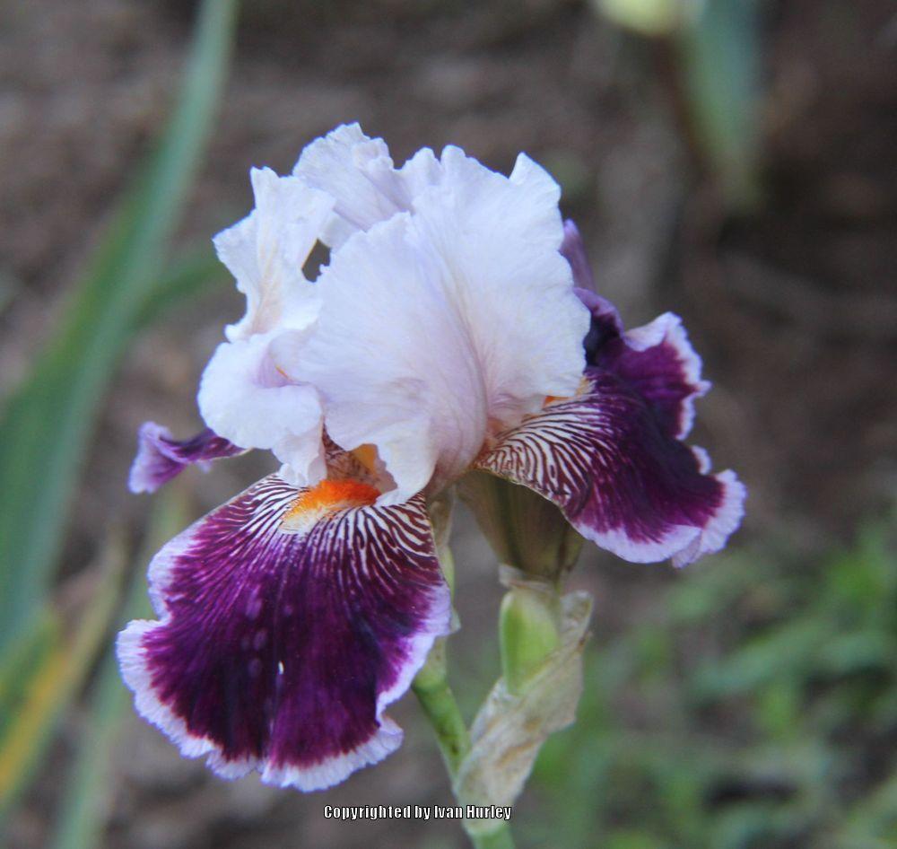 Photo of Tall Bearded Iris (Iris 'Liaison') uploaded by Ivan_N_Tx