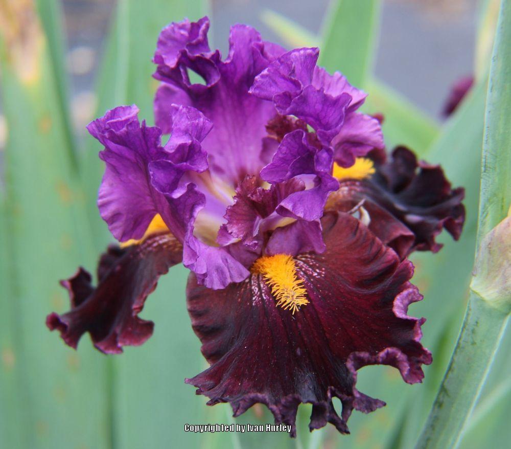 Photo of Tall Bearded Iris (Iris 'Naughty Nights') uploaded by Ivan_N_Tx