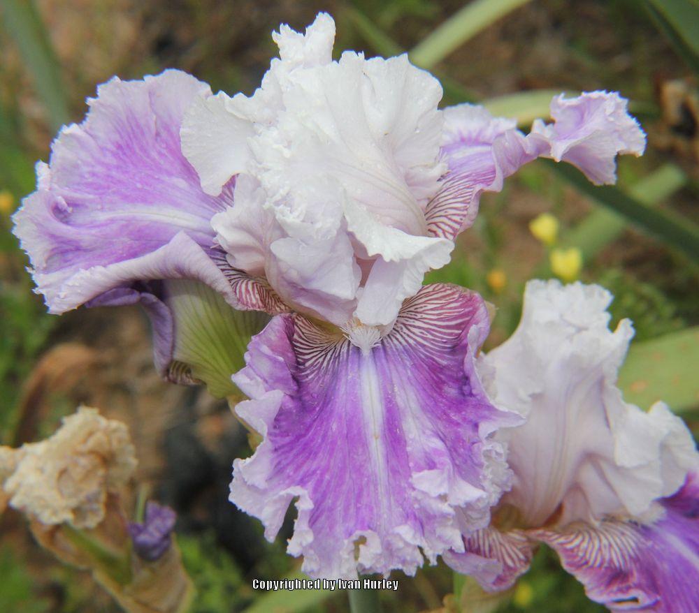 Photo of Tall Bearded Iris (Iris 'Frill of It All') uploaded by Ivan_N_Tx