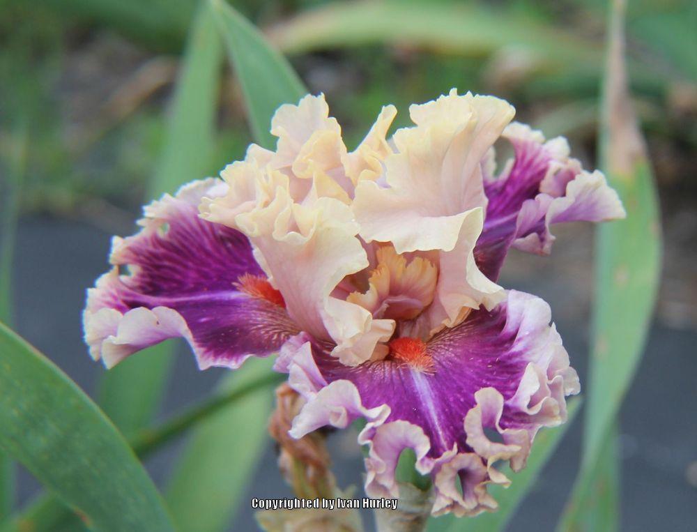 Photo of Tall Bearded Iris (Iris 'Born This Way') uploaded by Ivan_N_Tx