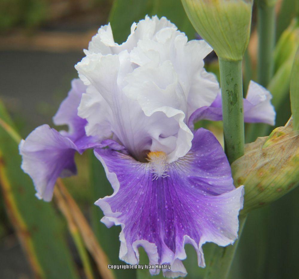 Photo of Tall Bearded Iris (Iris 'Billowing Waves') uploaded by Ivan_N_Tx