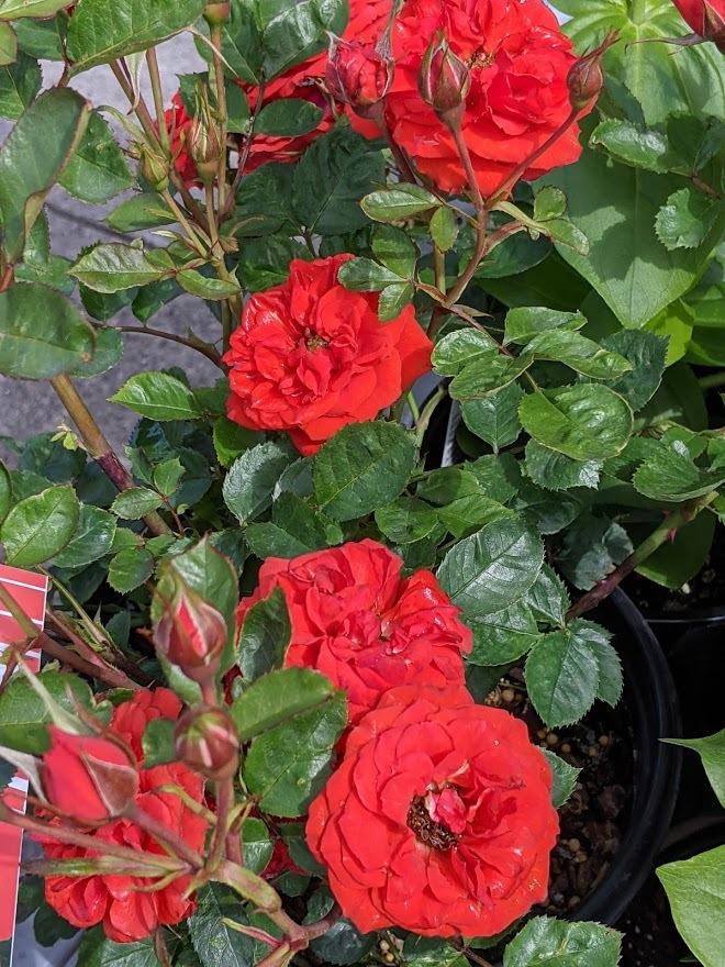 Photo of Rose (Rosa 'Autumn Sunblaze') uploaded by Joy
