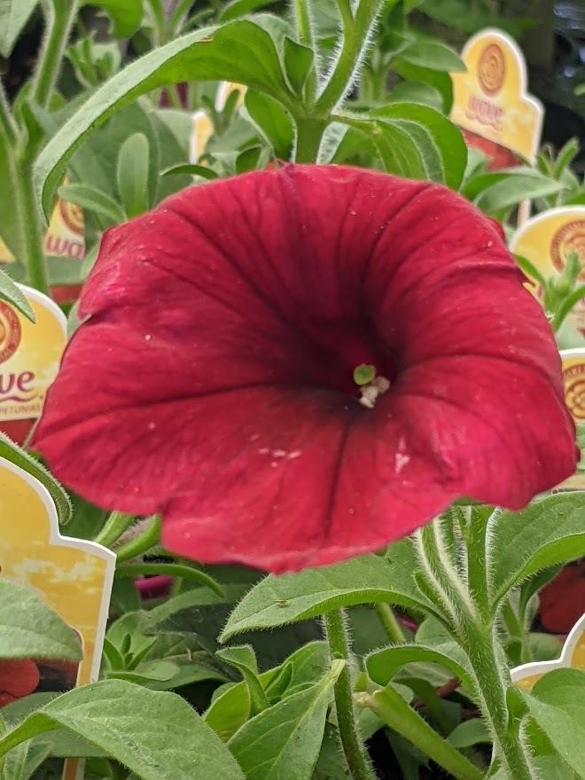 Photo of Multiflora Spreading/Trailing Petunia (Petunia Tidal Wave® Red Velour) uploaded by Joy