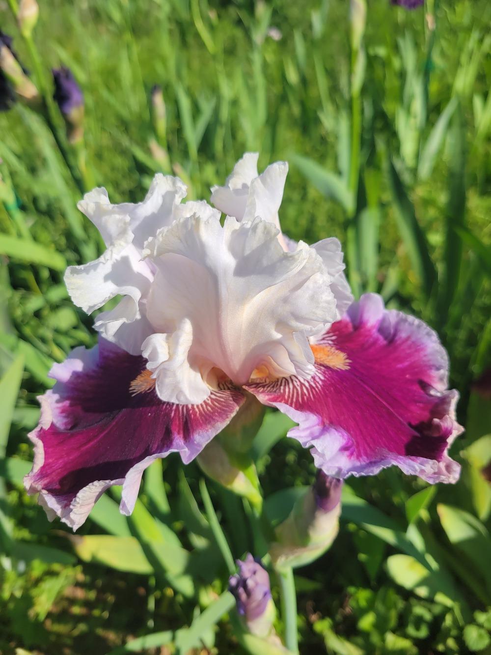 Photo of Tall Bearded Iris (Iris 'Strawberry Freeze') uploaded by KyDeltaD