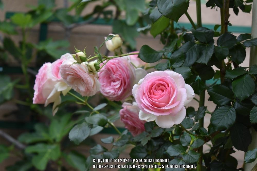 Photo of Rose (Rosa 'Pierre de Ronsard') uploaded by SoCalGardenNut