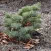 Abies concolor 'King's Gap' - Planted in 2018.  A true dwarf.  Th