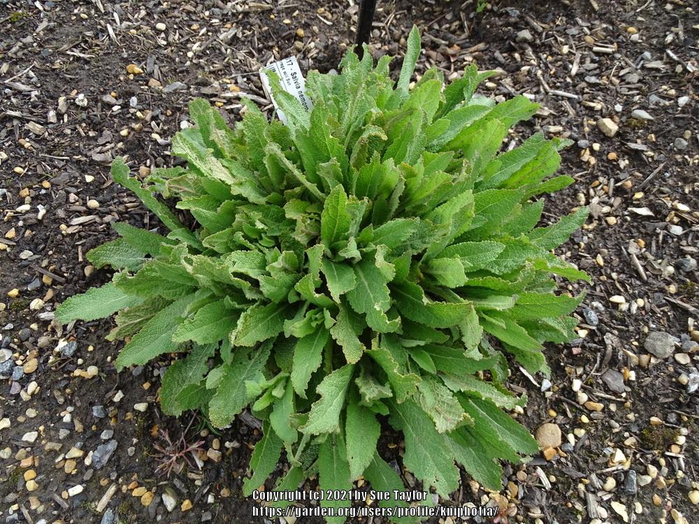 Photo of Salvia (Salvia nemorosa 'Ostfriesland') uploaded by kniphofia