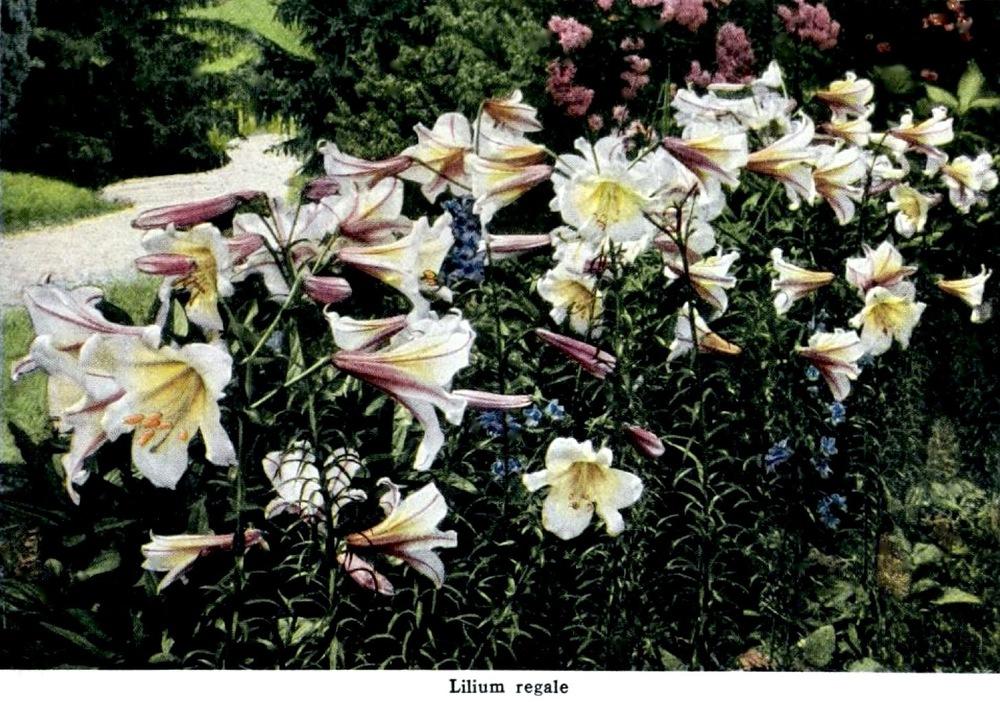 Photo of Regal Lily (Lilium regale) uploaded by scvirginia