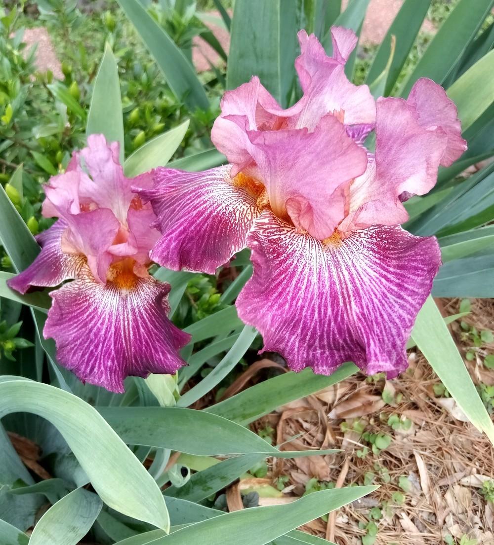 Photo of Tall Bearded Iris (Iris 'Vibrations') uploaded by tabbycat