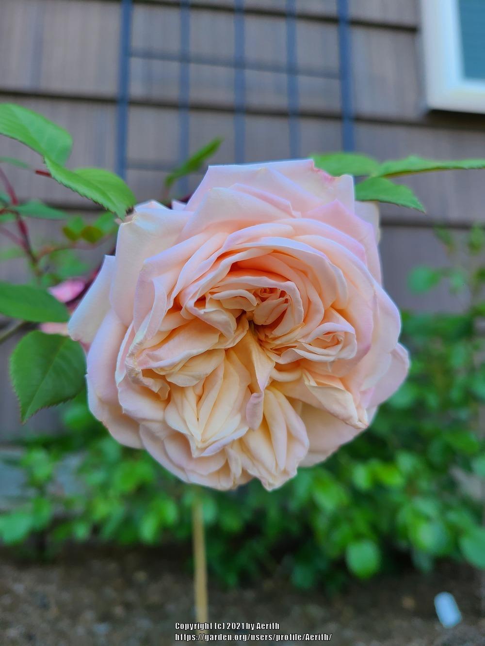 Photo of Rose (Rosa 'Mademoiselle Franziska Kruger') uploaded by Aerith
