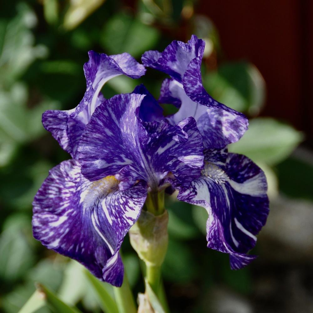 Photo of Border Bearded Iris (Iris 'Batik') uploaded by Fleur569