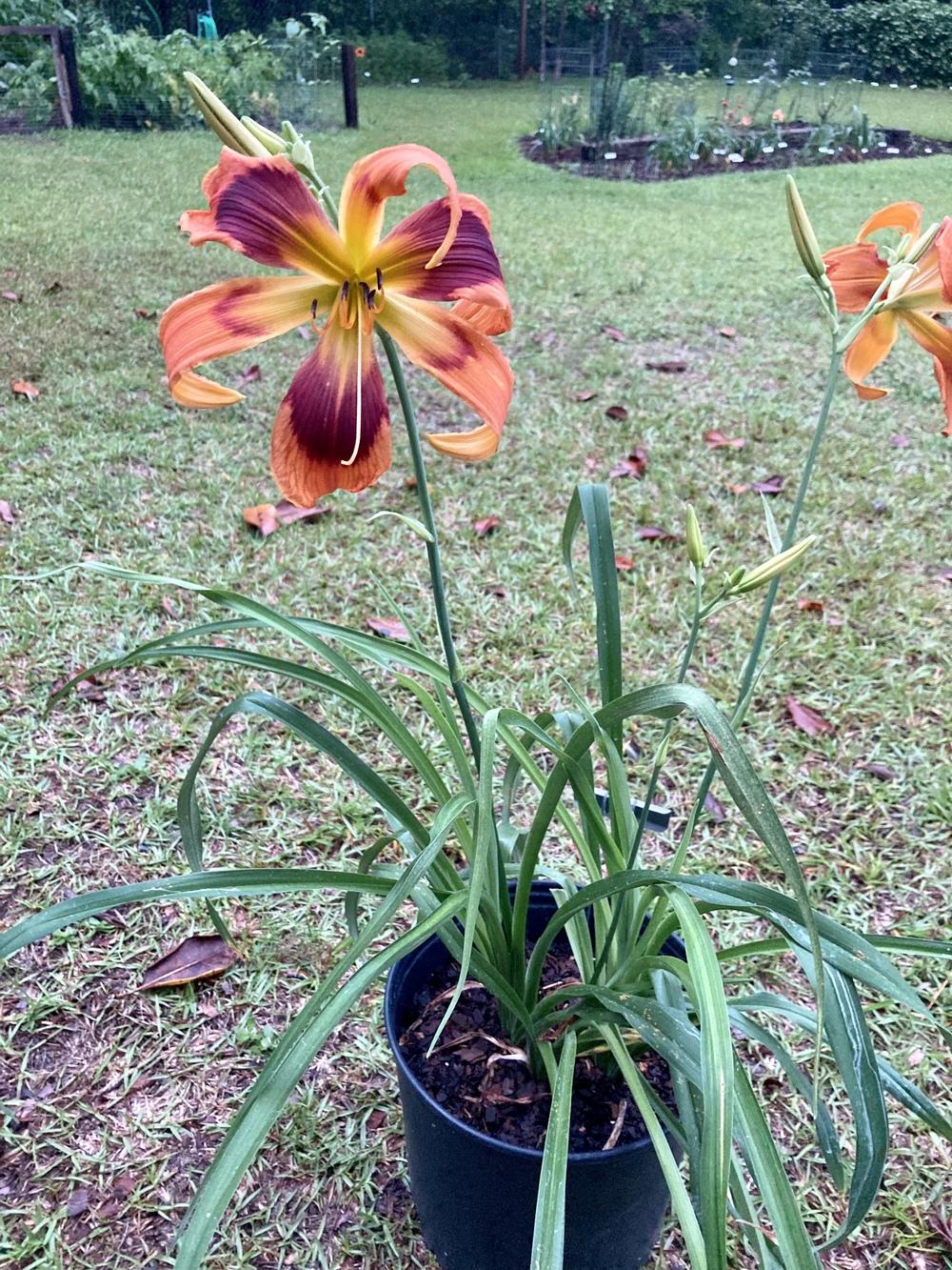 Photo of Daylily (Hemerocallis 'Orange Spice') uploaded by GaNinFl