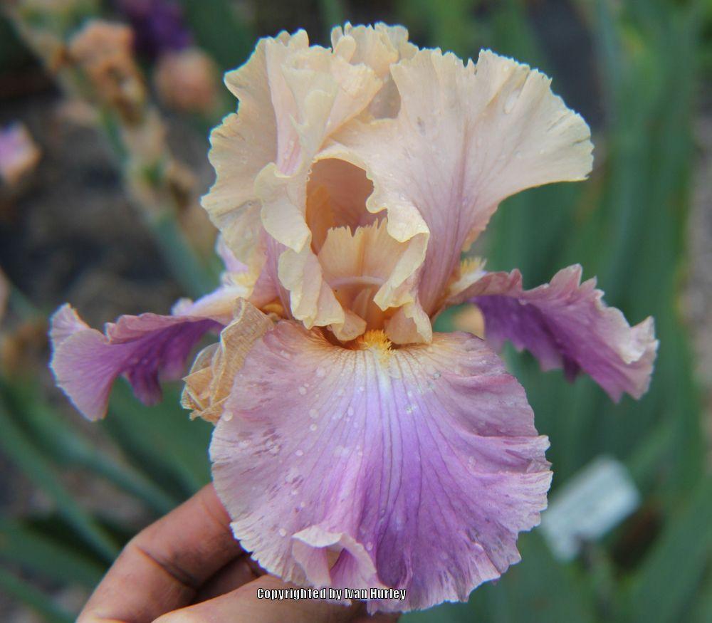 Photo of Tall Bearded Iris (Iris 'Chasing Rainbows') uploaded by Ivan_N_Tx