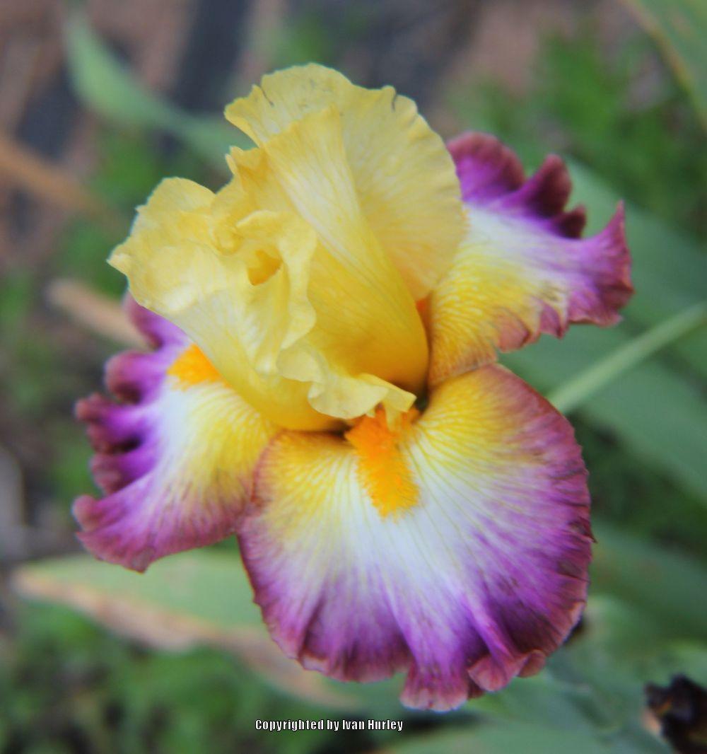 Photo of Tall Bearded Iris (Iris 'Rainbow High') uploaded by Ivan_N_Tx