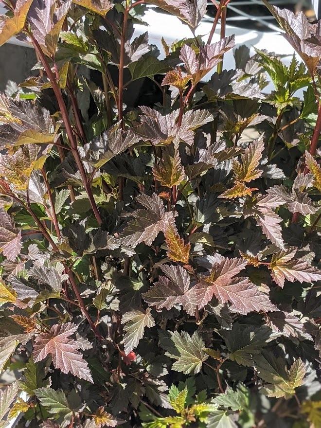 Photo of Eastern Ninebark (Physocarpus opulifolius Summer Wine®) uploaded by Joy