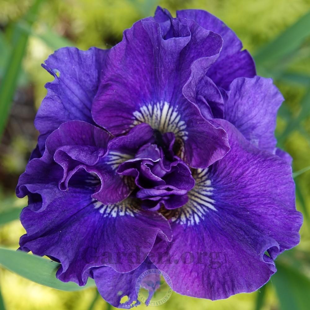 Photo of Siberian Iris (Iris 'Concord Crush') uploaded by Patty
